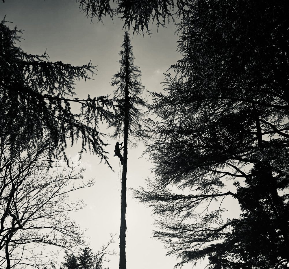 Élagueur-grimpeur au travail dans un grand arbre